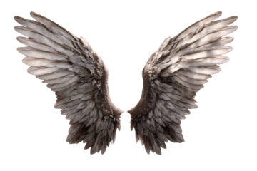 Pair of Angel Wings Isolated on White Background