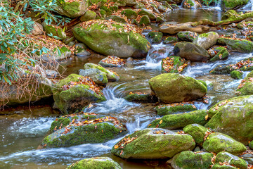 Creek flowing in the great Smoky Mountains