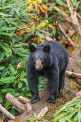 A black bear looking for a place to rest in Smoky Mountains