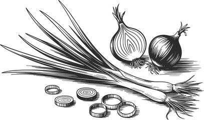 Fresh Green Onions Hand Drawn Vegetable Illustration.