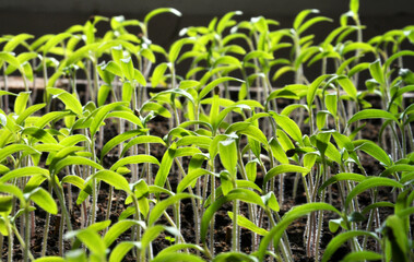 Growing tomato seedlings in organic soil