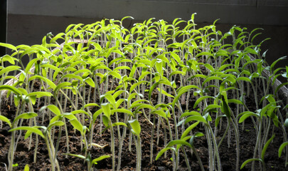 Growing tomato seedlings in organic soil