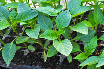 Sweet pepper seedlings are growing
