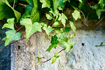 蔦の葉と大谷石の壁