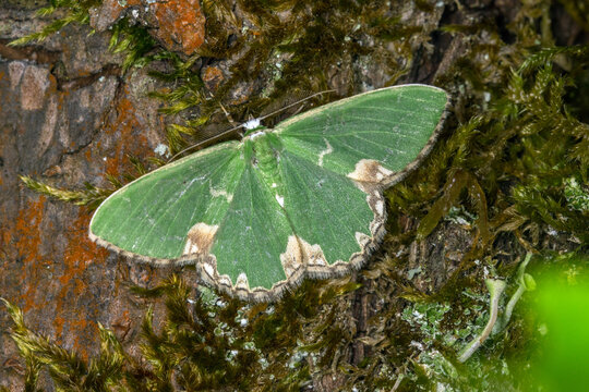 Pustelspanner, Comibaena bajularia, DE, Remscheid, Natur-Schule Grund, 2025/06/06