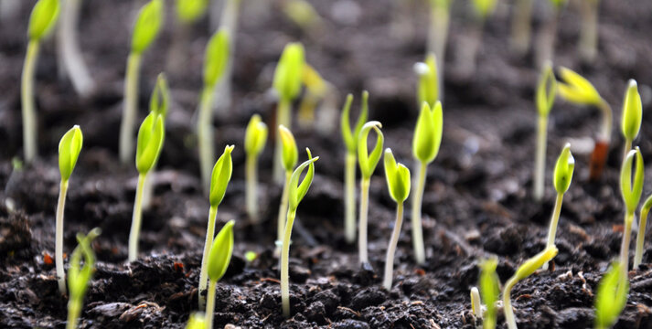 Stairs sweet pepper seedlings