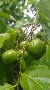 Close up Fresh Flacourtia Indica Fruits Hanging on Tree, Tropical Nature Background