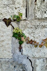 古い壁に這う紅葉したカラフルな蔦の葉