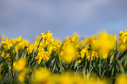 Pretty daffodils growing on a Pembrokeshire farm in springtime, with selective focus