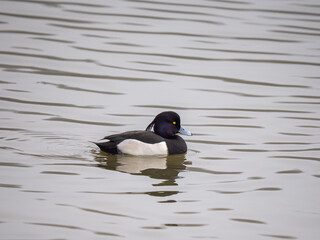 Fototapeta premium A Tufted Duck Swimming in a Lake