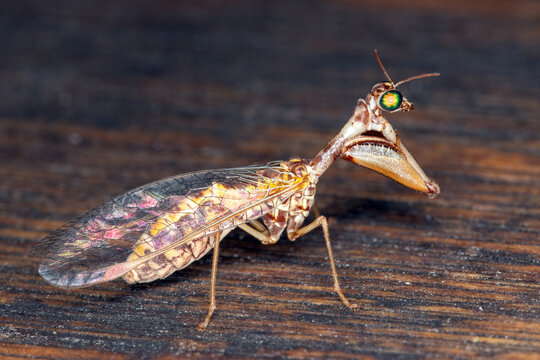 Steirischer Fanghaft, Mantispa styriaca, 
