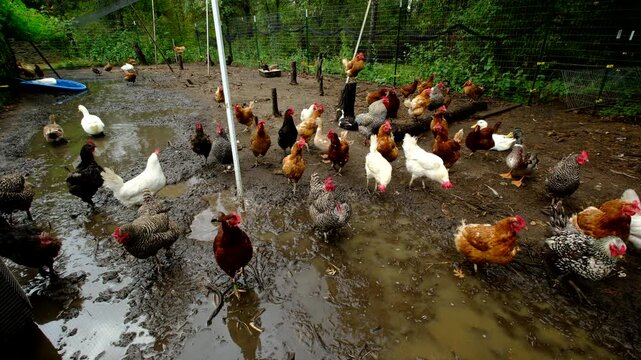 Variety of cage free chickens and ducks strolling or walking over muddy ground inside large enclosure after heavy rain