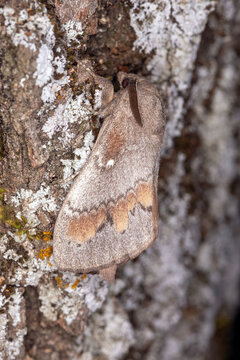 Kiefernspinner, Dendrolimus pini , FR, Grambois, 2025/07/03