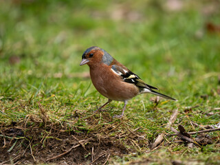Fototapeta premium A Chaffinch Bird Feeding on The Ground