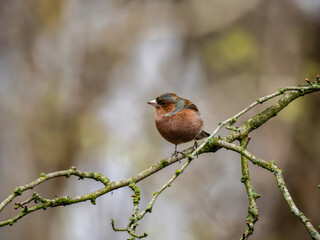 A Chaffinch Bird Perched on a Branch