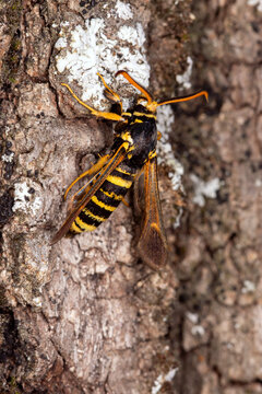 Paranthrene tabaniformis synagriformis, , FR, Grambois, 2025/07/03