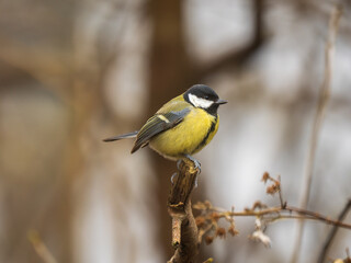 Fototapeta premium Great Tit Perched on a Branch