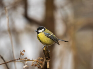 Fototapeta premium Great Tit Perched on a Branch