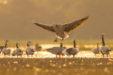 Bar Headed Geese In Golden Light 