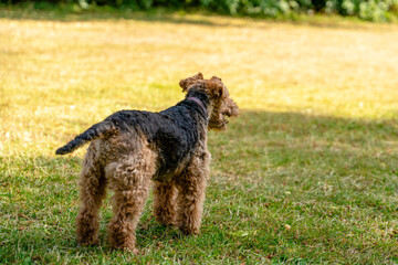 Dog standing on grass looking away in a park during a sunny day