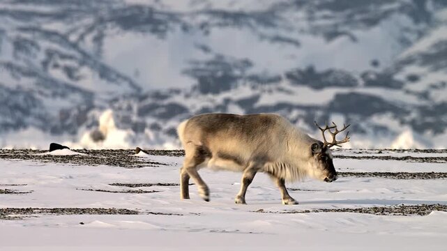 Great Hornbill perched on a branch amidst lush green foliage in a tropical forest setting