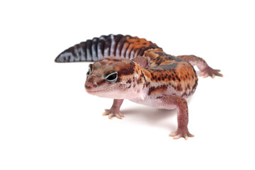 African fat-tailed gecko isolated background, African fat-tailed gecko isolated on white background, Close-up african fat tail gecko
