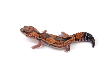 Obraz premium African fat-tailed gecko isolated background, African fat-tailed gecko isolated on white background, Close-up african fat tail gecko