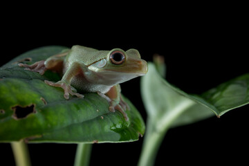 Obraz premium Juvenile White-lipped tree frog (Litoria infrafrenata) on green leaves, white-lipped tree frog (Litoria infrafrenata) closeup branch, Indonesian rainforest tree frog