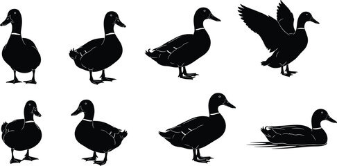 Fototapeta premium Duck silhouette vector set, black and white bird poses, standing, walking, swimming, flapping wings, wildlife illustration, editable design, avian icon pack
