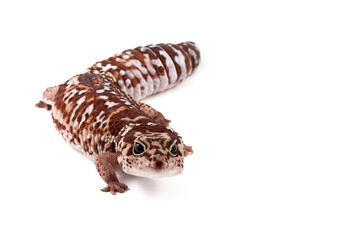 African fat-tailed gecko isolated background, African fat-tailed gecko isolated on white background, Close-up african fat tail gecko