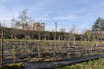 Fototapete bei efototapeten.de bestellen   