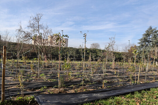 ITALY-MICROFOREST-SCAMPIA-NAPLES