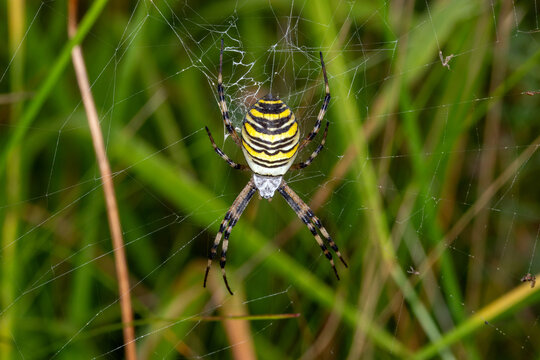 Wespenspinne, Argiope bruennichi , DE, NRW, Eifel, Lampertstal, 2025/08/12
