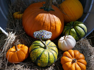 Group of assorted pumpkins for Autumn holiday decoration and kindness rock