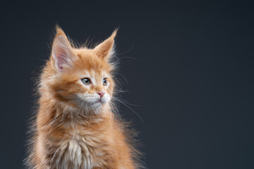 fluffy ginger maine coon kitten looking to the side at emtpy copy space on the cat's right side