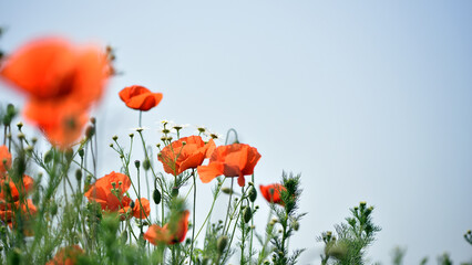 poppies. delicate petals of red poppies in the sun. background with poppy flowers. Beautiful red poppy wild flower and buds in the field. beauty in nature. close-up. spring season, summer time
