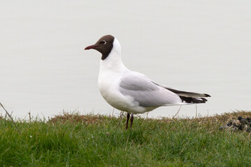 Fototapeta premium Mouette rieuse