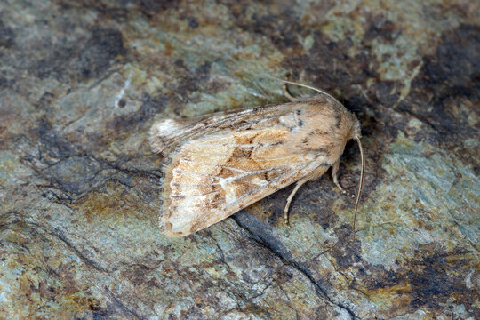 Dumerils Graswurzeleule, Luperina dumerilii , DE, RLP, bei Kaub, 2025/08/29