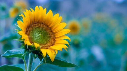 A close-up photograph of a vibrant yellow sunflower in sharp focus against a soft, blurred blue-green background