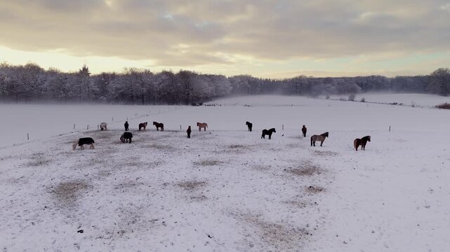 Horses Grazing in a Snowy Meadow