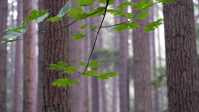 Maple Leaves in Breeze Pacific Northwest Forest 4K UHD. Morning mist and fog under a Pacific Northwest rainforest canopy. 4K UHD.
