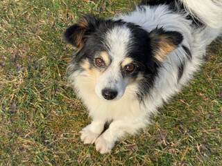Adorable dog lying in the grass.