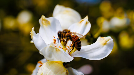 Bee Collecting Nectar From a Flowering Poncirus Trifoliata Plant in a Sunny Garden