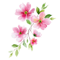 Fototapeta premium Watercolor artistic image of flower decoration, florist, luxury, use for a vector decoration element at the bottom of a page, simple, fresh, pink