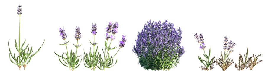 Obraz premium Set of lavender plants and flowers in various stages of growth isolated on white background transparent background