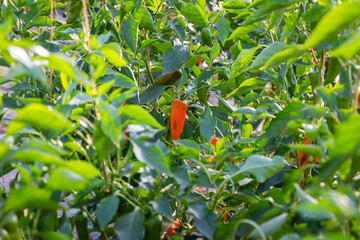 Chili Peppers Grow in a Garden During the Warm Summer Season in the Countryside