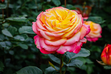 Beautiful Hybrid Rose With Pink and Yellow Petals Blooming in a Garden During Daylight Hours