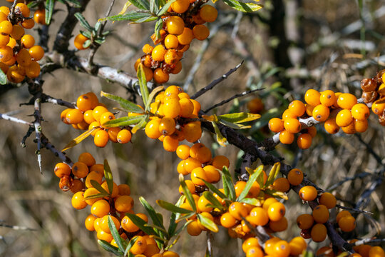 Sanddorn, Hippophae rhamnoides, NL, Renesse, 2025/09/08,  NL, Schouwen-Duiveland, Renesse