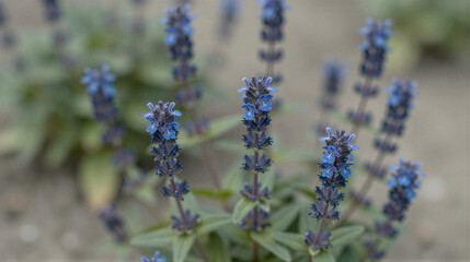 Obraz premium Close-up of hyssop with blue flower spikes in a sunlit garden
