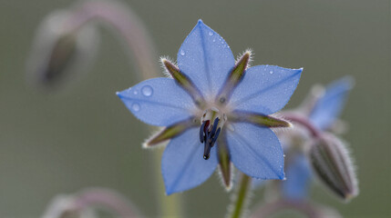 Macro shot of a fresh blue borage flower with dew droplets on five-pointed petals